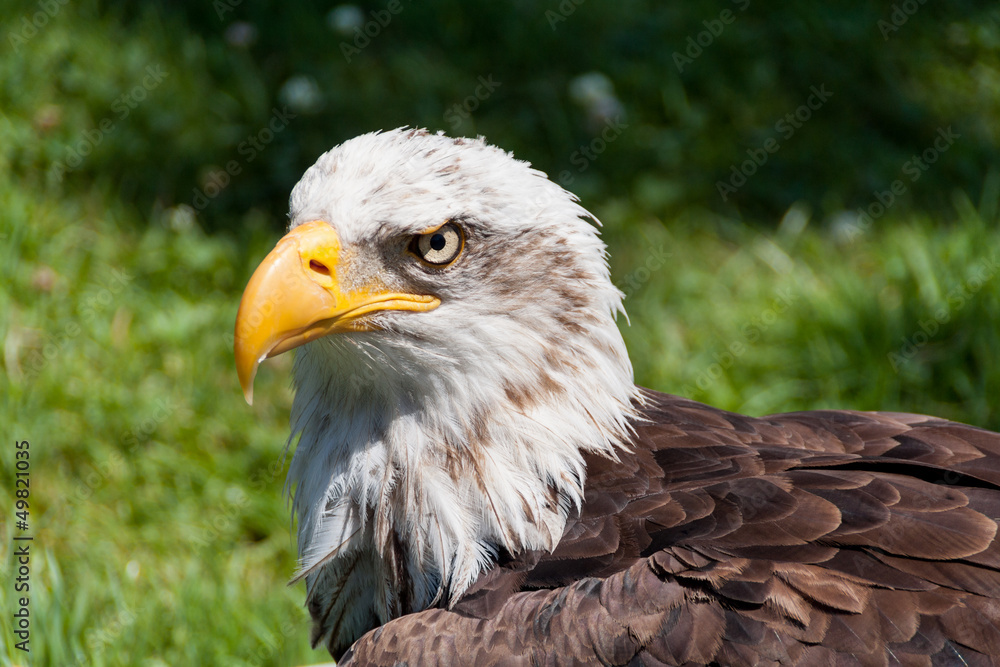 Fototapeta premium Bald eagle