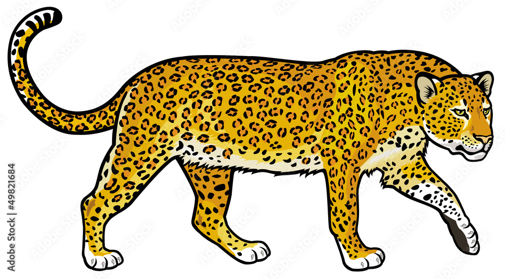 Naklejka premium leopard