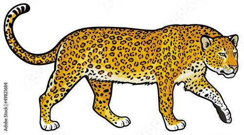 leopard