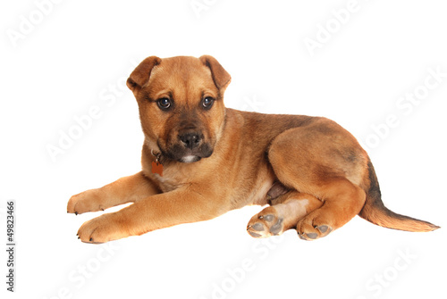 tan puppy laying down