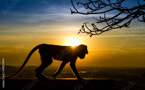 Photography Silhouette of a monkey in sunset