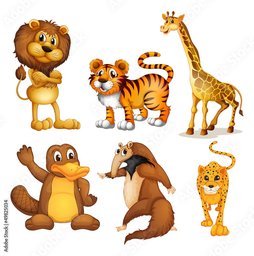 Different kinds of land animals