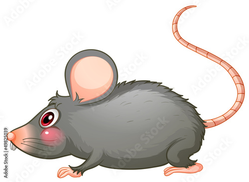 A gray rat