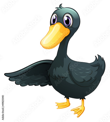 A young gray duck