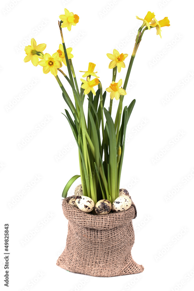Yellow daffodils Yellow daffodils