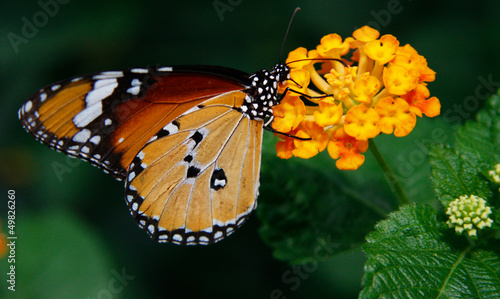 butterfly © jim80
