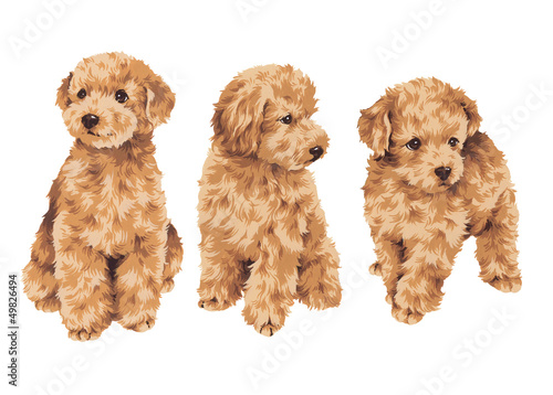 可愛い犬