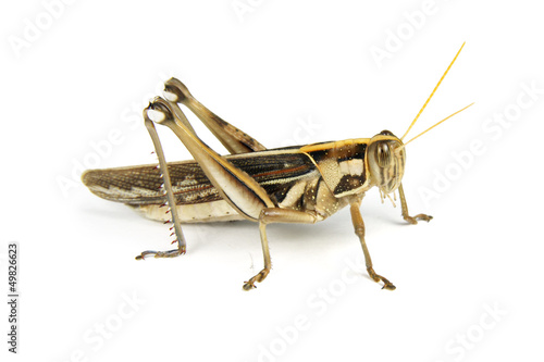 Fototapet Grasshopper