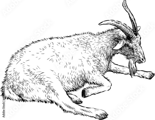 lying goat
