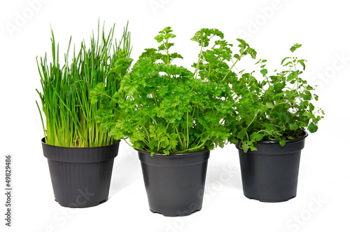 Schnittlauch, Petersilie & Oregano