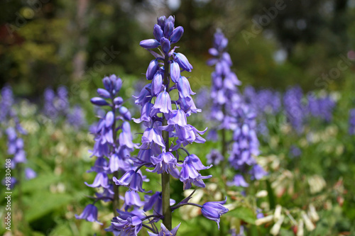 bluebells in spring