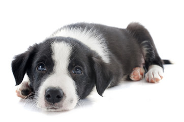 puppy border collie