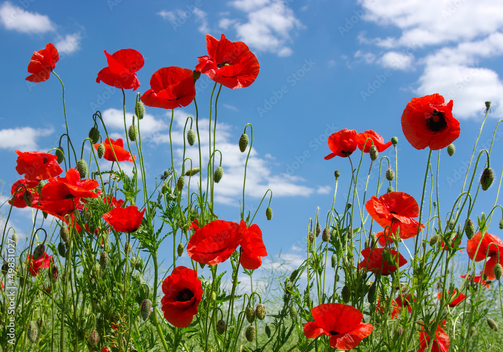 Obraz premium czerwone maki
