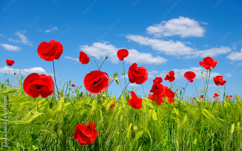 Obraz premium red poppies