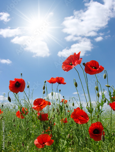 red poppies