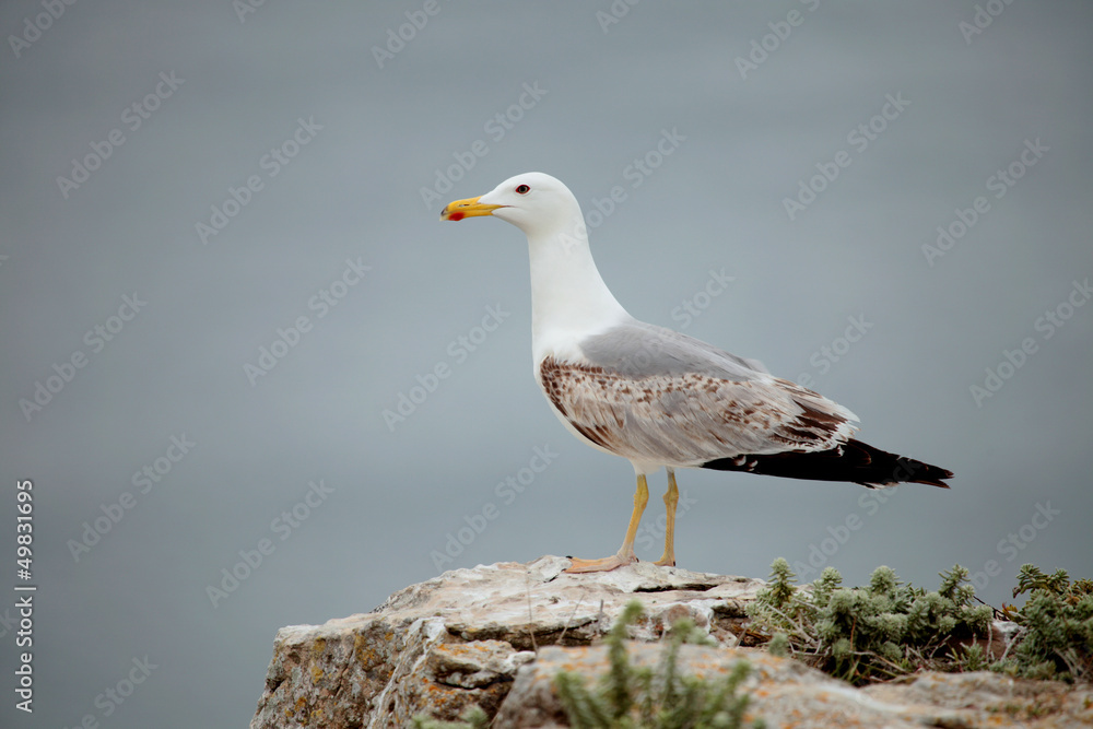 Seagull Seagull