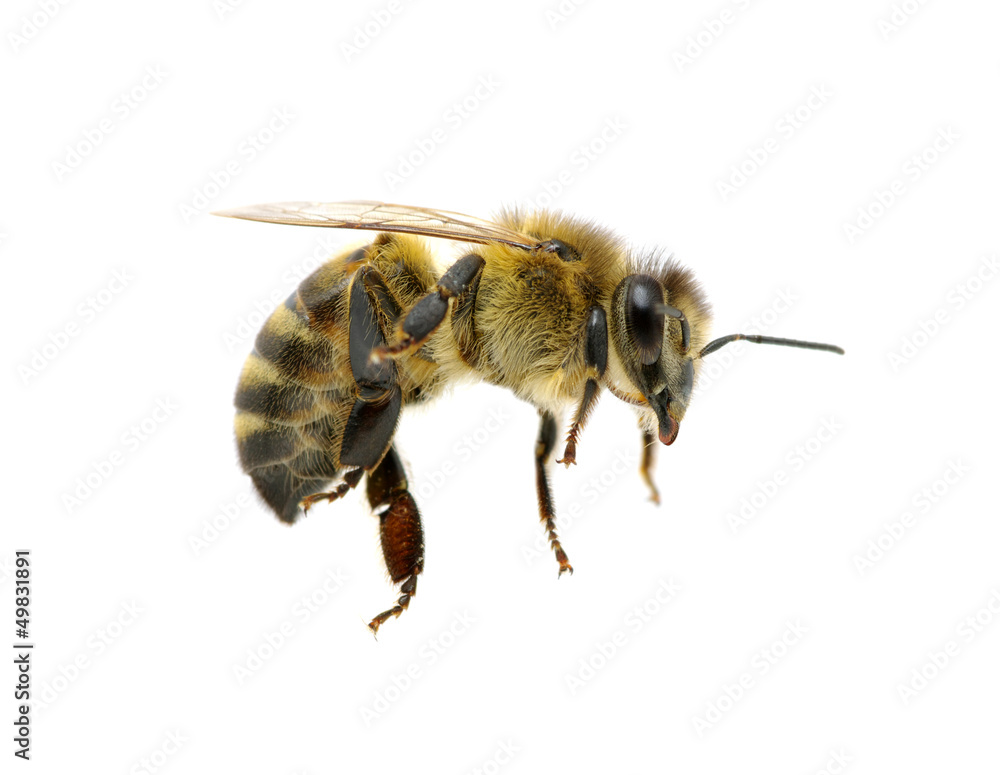 bee bee