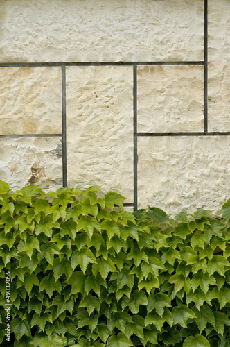 stone wall dotted with wine © habrda