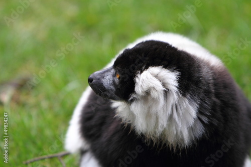 Black and white ruffed lemur © Alison Bowden