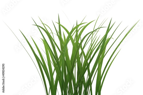 tuft of grass isolated over white background