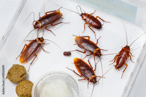 American cockroach photo
