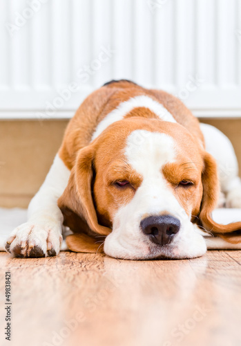 The dog has a rest near to a warm radiator