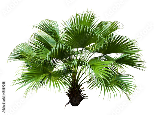 Chinese Fan Palm