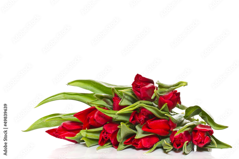 red tulips red tulips
