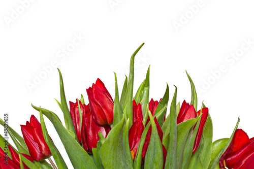 Fototapeta Naklejka Na Ścianę i Meble -  red tulips