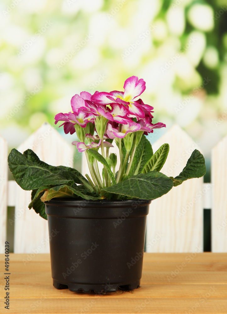 Beautiful pink primula in flowerpot,