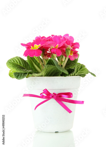 Fototapeta Naklejka Na Ścianę i Meble -  Beautiful pink primula in flowerpot, isolated on white