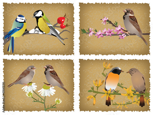 Birds