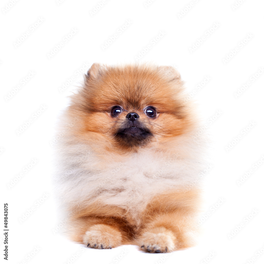 Zverg Spitz, Pomeranian Zverg Spitz, Pomeranian