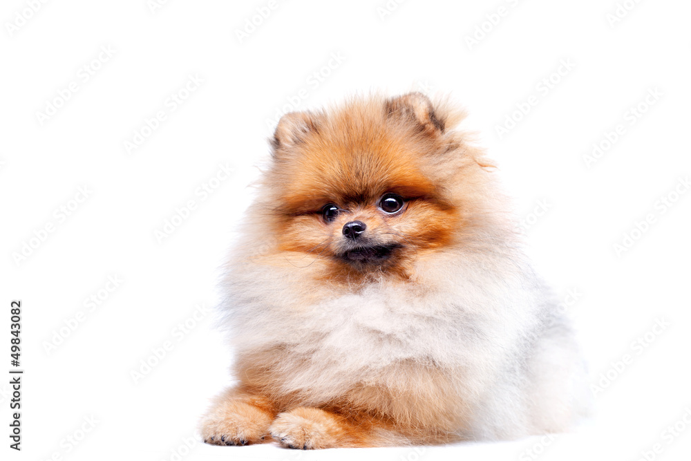 Zverg Spitz, Pomeranian Zverg Spitz, Pomeranian
