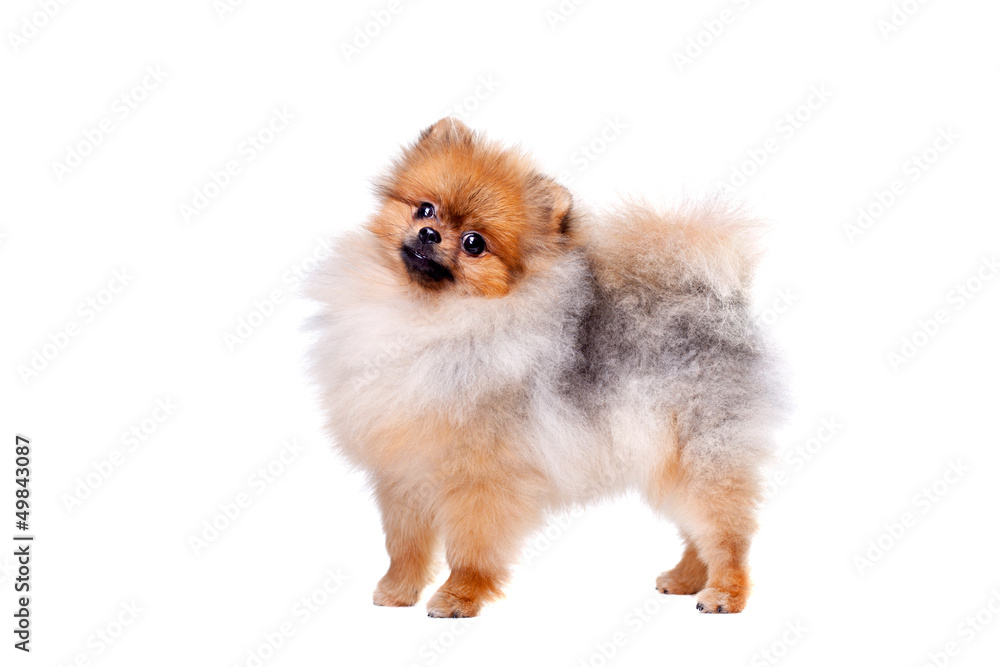 Zverg Spitz, Pomeranian