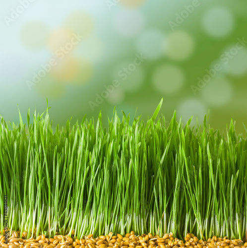 Seeds and green germs of young wheat in herb with a bokeh background