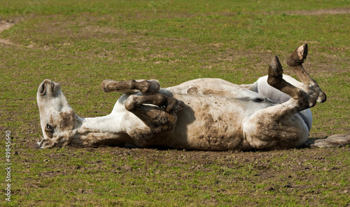 Horse lying on his back