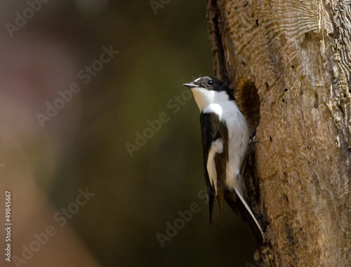 European Pied Flycatcher at a hollow photo