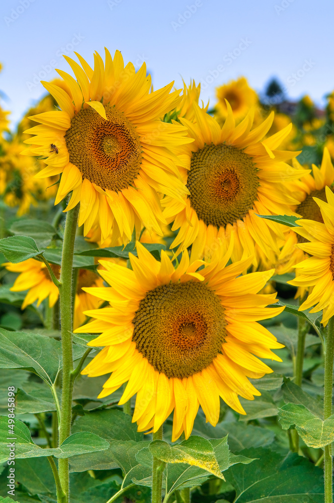 Sunflower field.