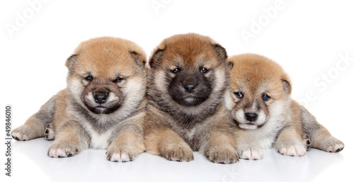 Group of Shiba inu puppies