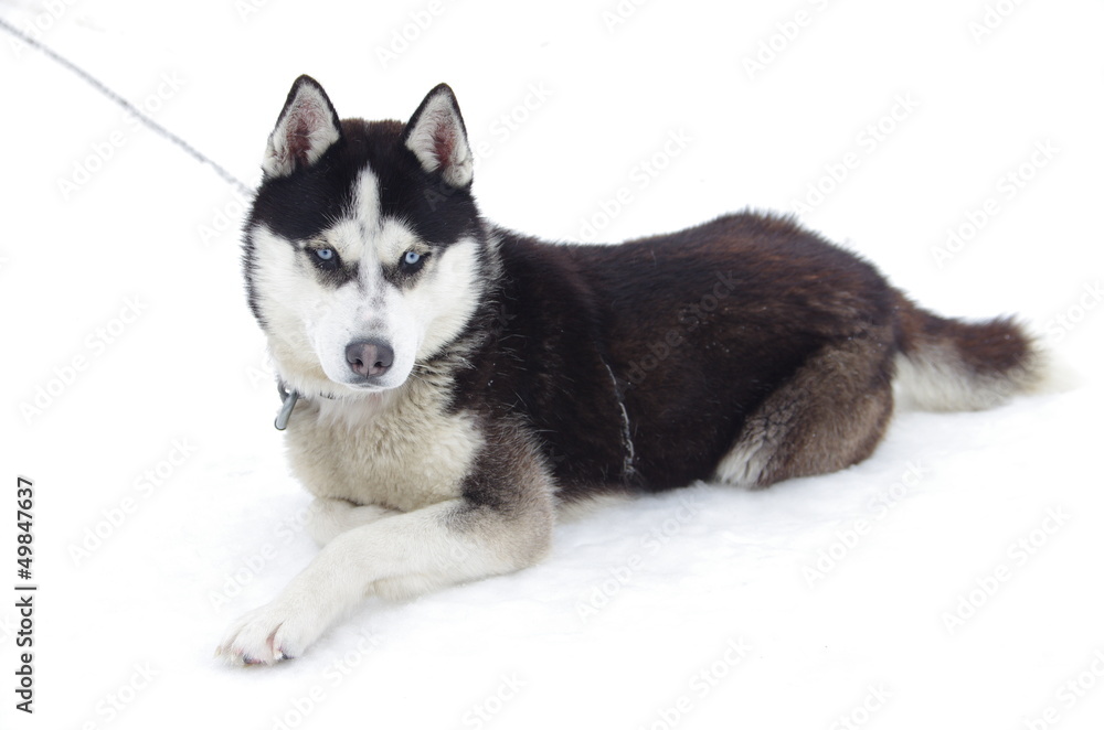 Obraz premium Husky na śniegu