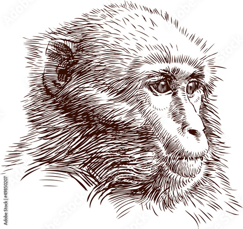 monkey