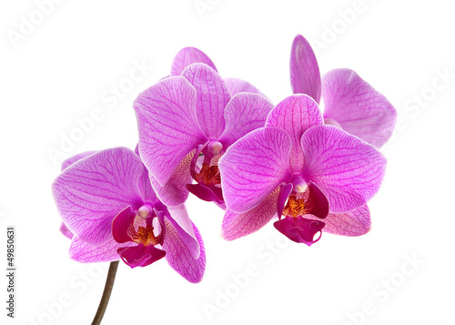 Purple orchid