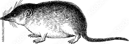 muskrat