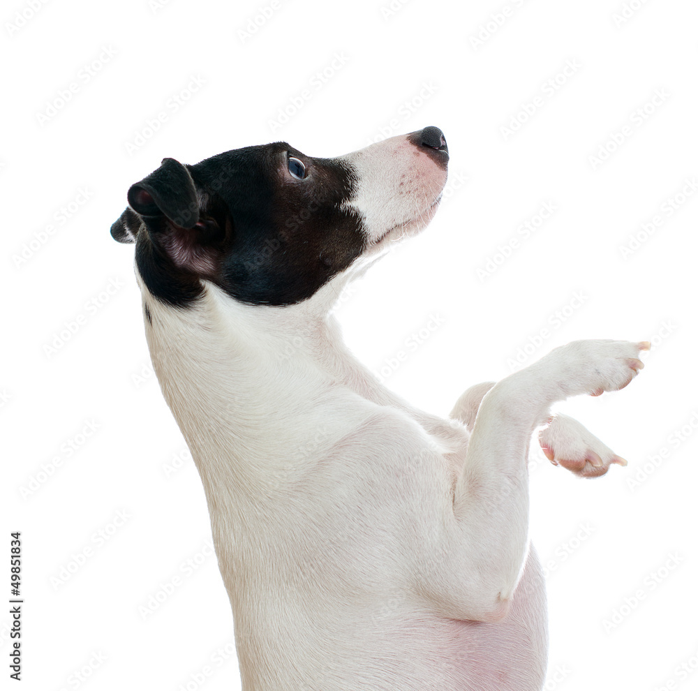 Standing jack russel terrier side view. Isolated on white