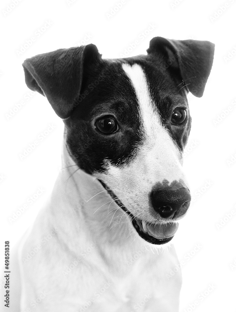 Portrait of jack russell terrier. Black and white