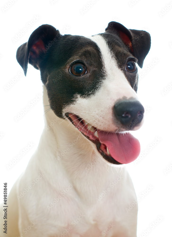 Portrait of jack russell terrier with open mouth