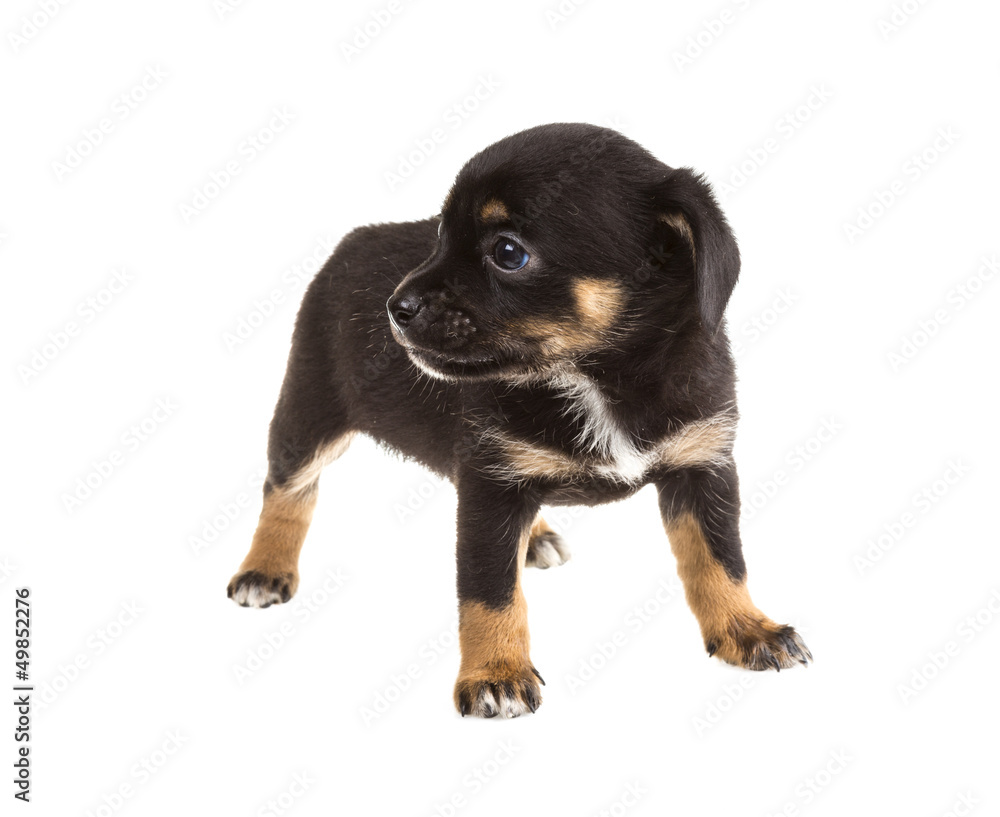 Chihuahua Chihuahua