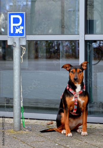 Hundeparkplatz