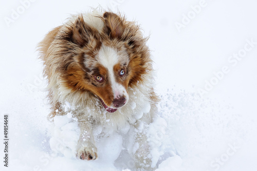 Funny australian shepherd running and enjoy snow time